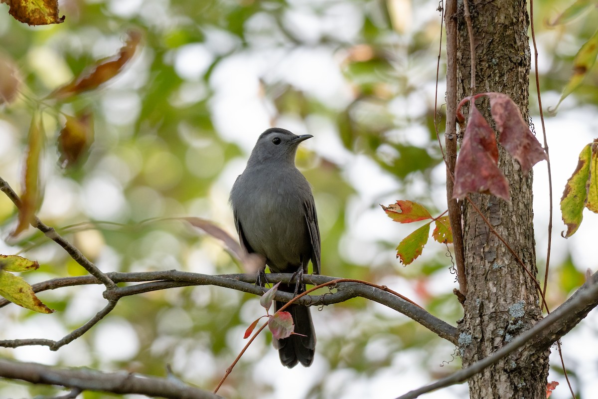 Gray Catbird - ML154639531