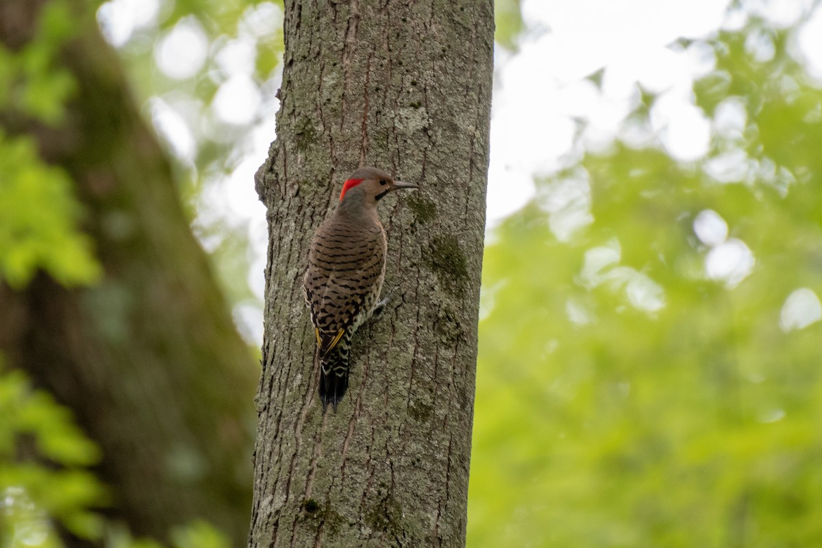 Northern Flicker - ML154639541