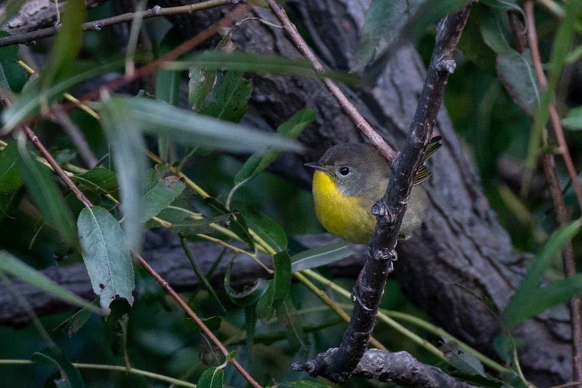 Common Yellowthroat - ML154639721