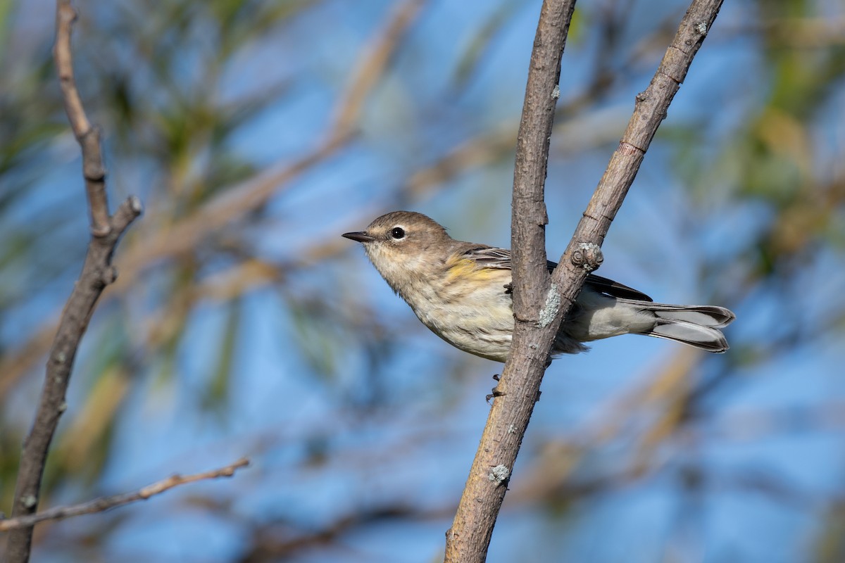 Yellow-rumped Warbler - Kyle Tansley