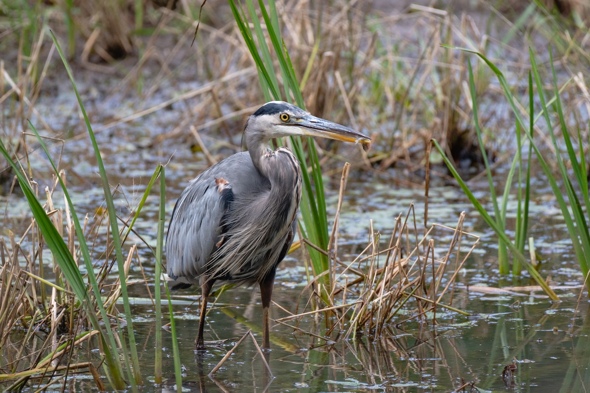 Great Blue Heron - ML154639831