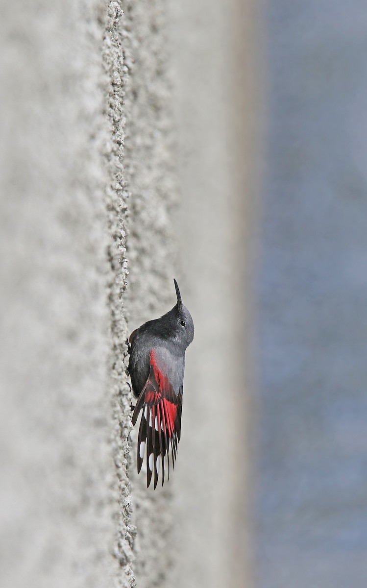 Wallcreeper - Christoph Moning