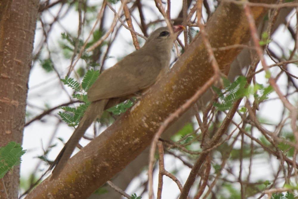 Sirkeer Malkoha - ML154640971