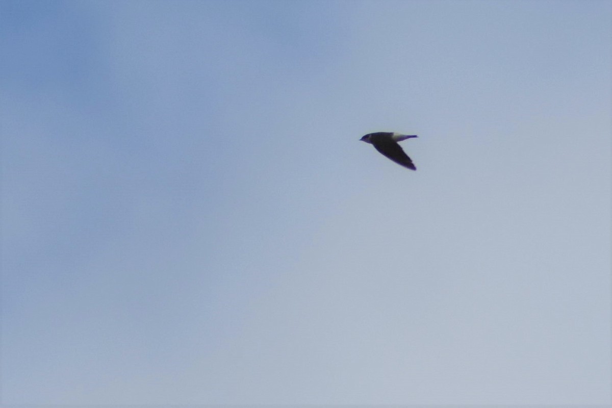 Chilean Swallow - ML154641701