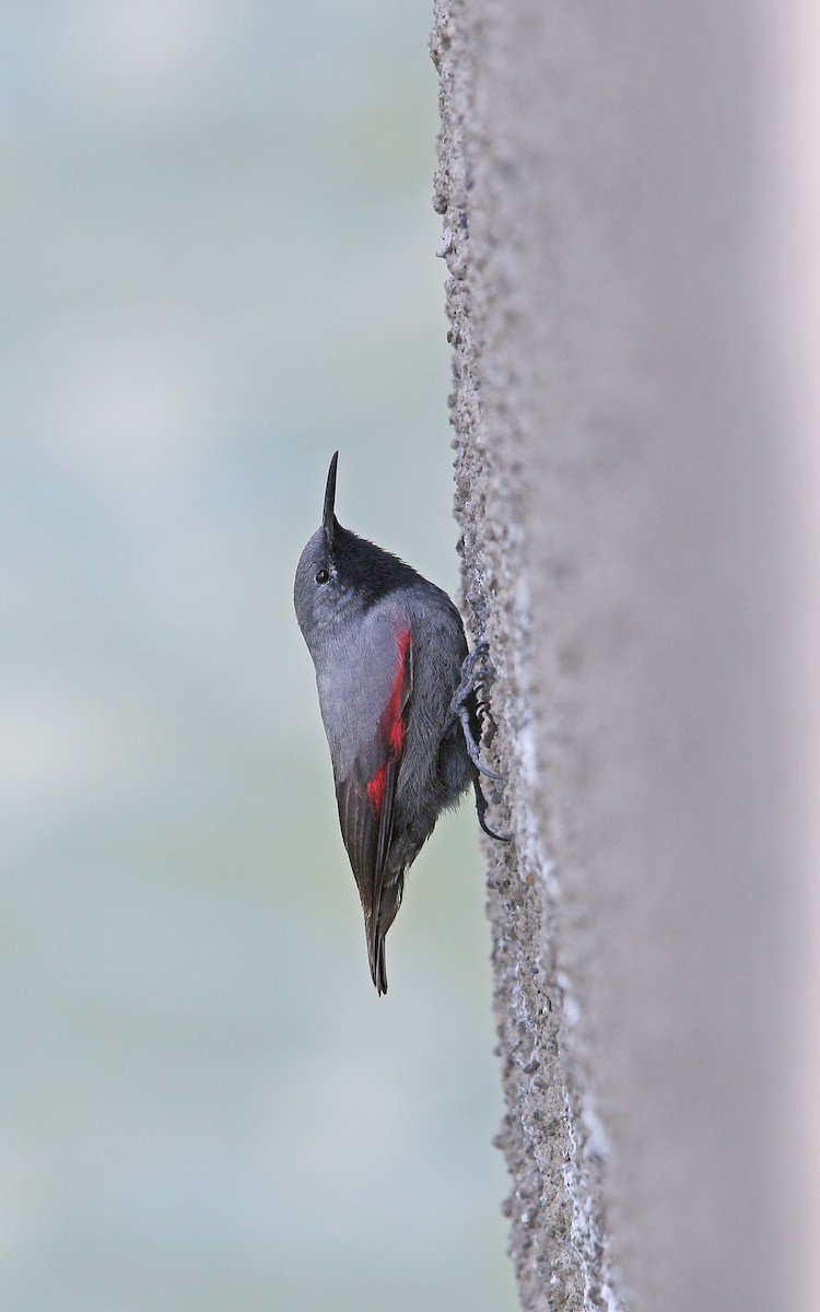 Wallcreeper - Christoph Moning