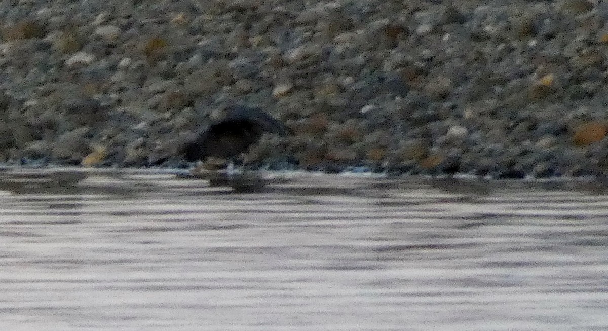 クロサギ - ML154642451