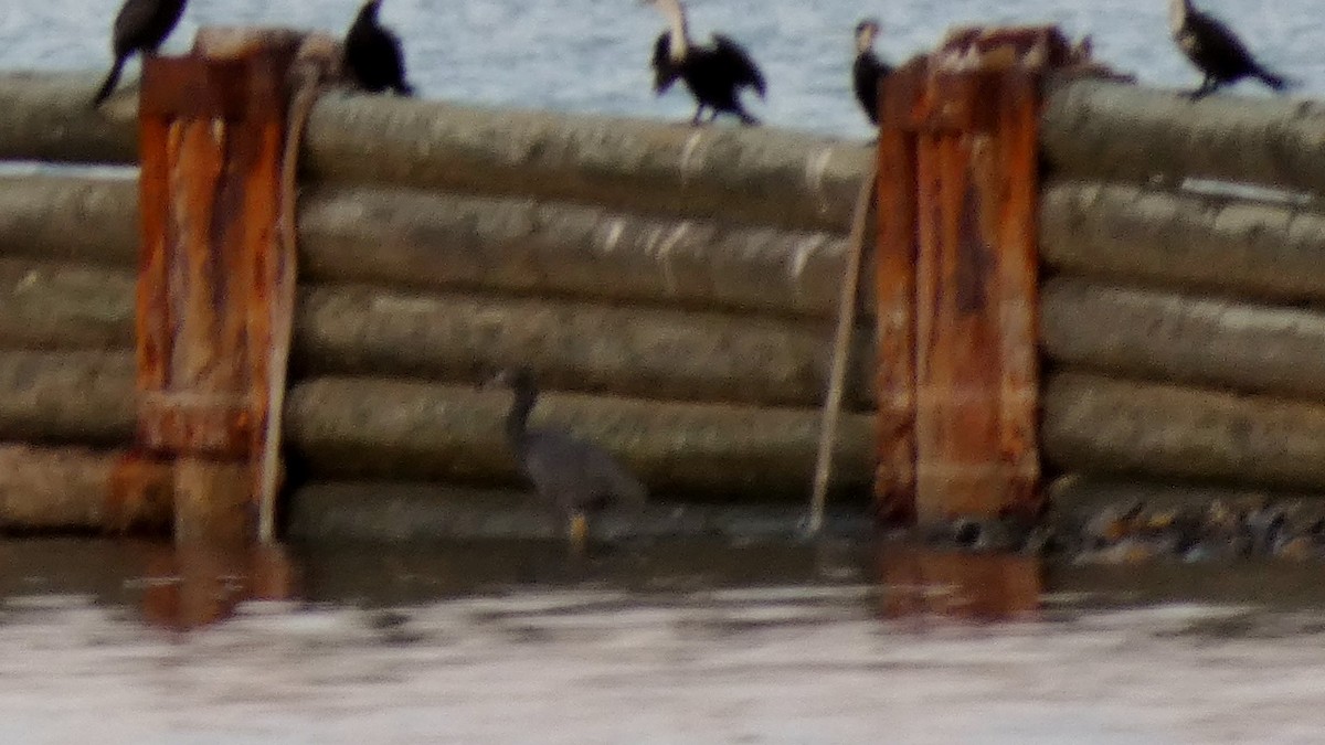 クロサギ - ML154642471