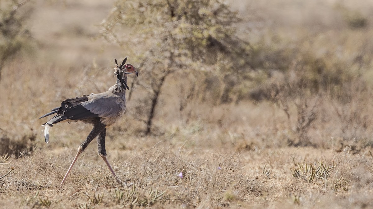 Secretarybird - ML154643091