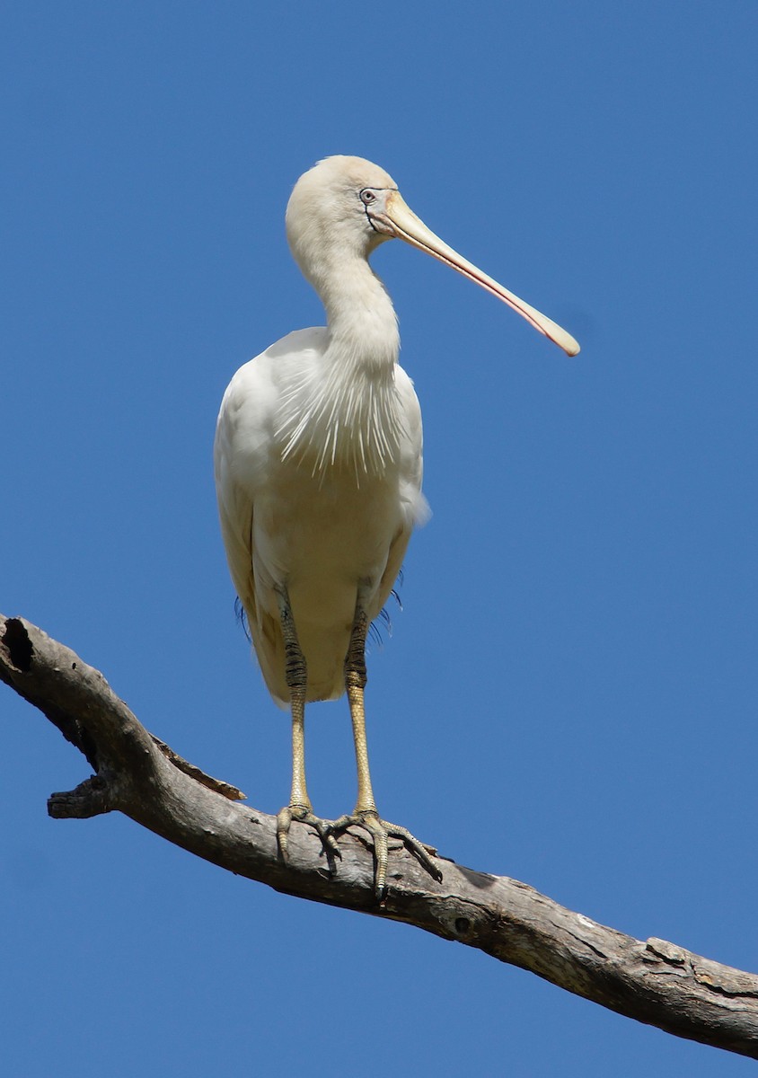 Yellow-billed Spoonbill - ML154644491