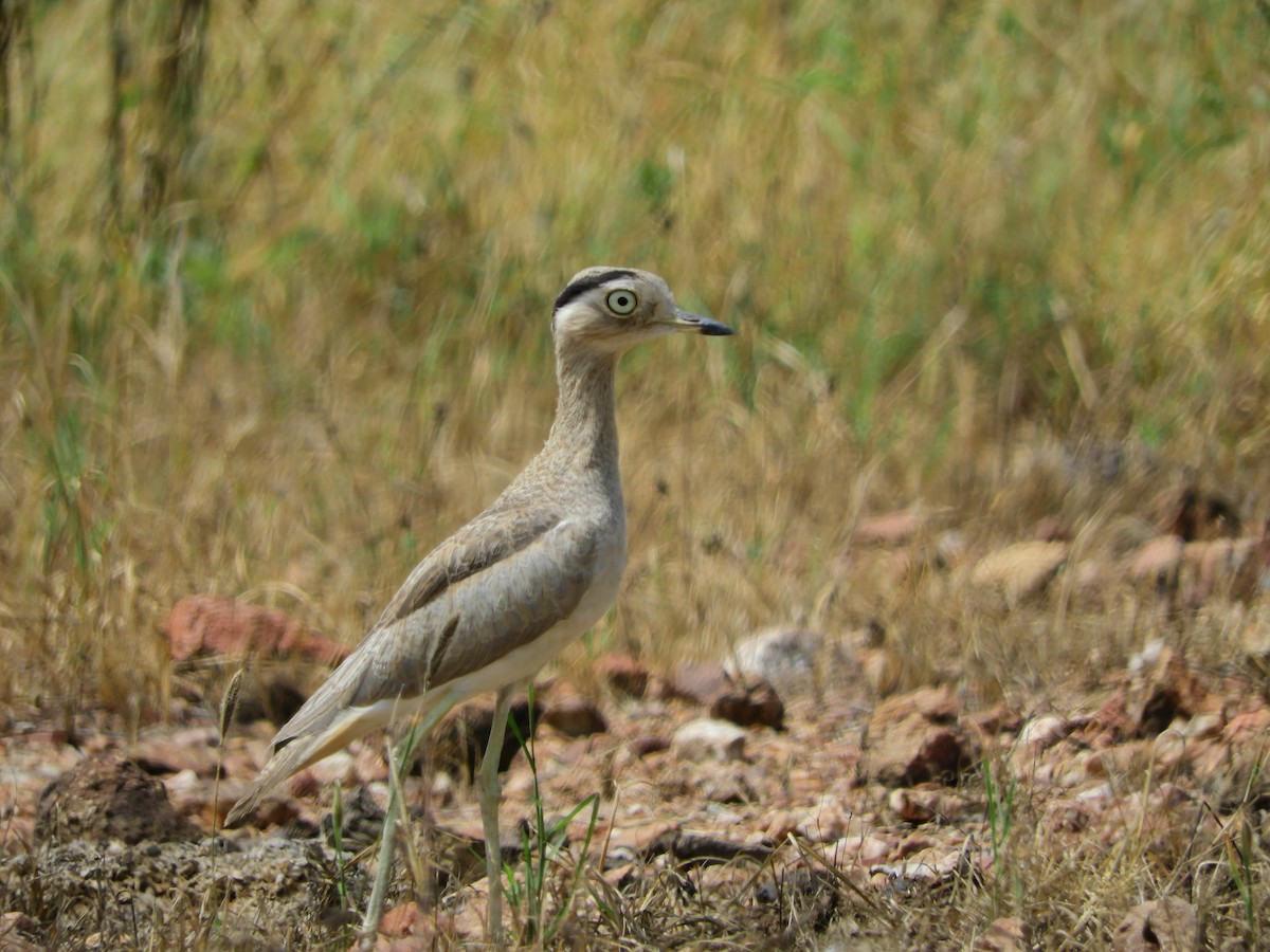 Peruvian Thick-knee - ML154645761