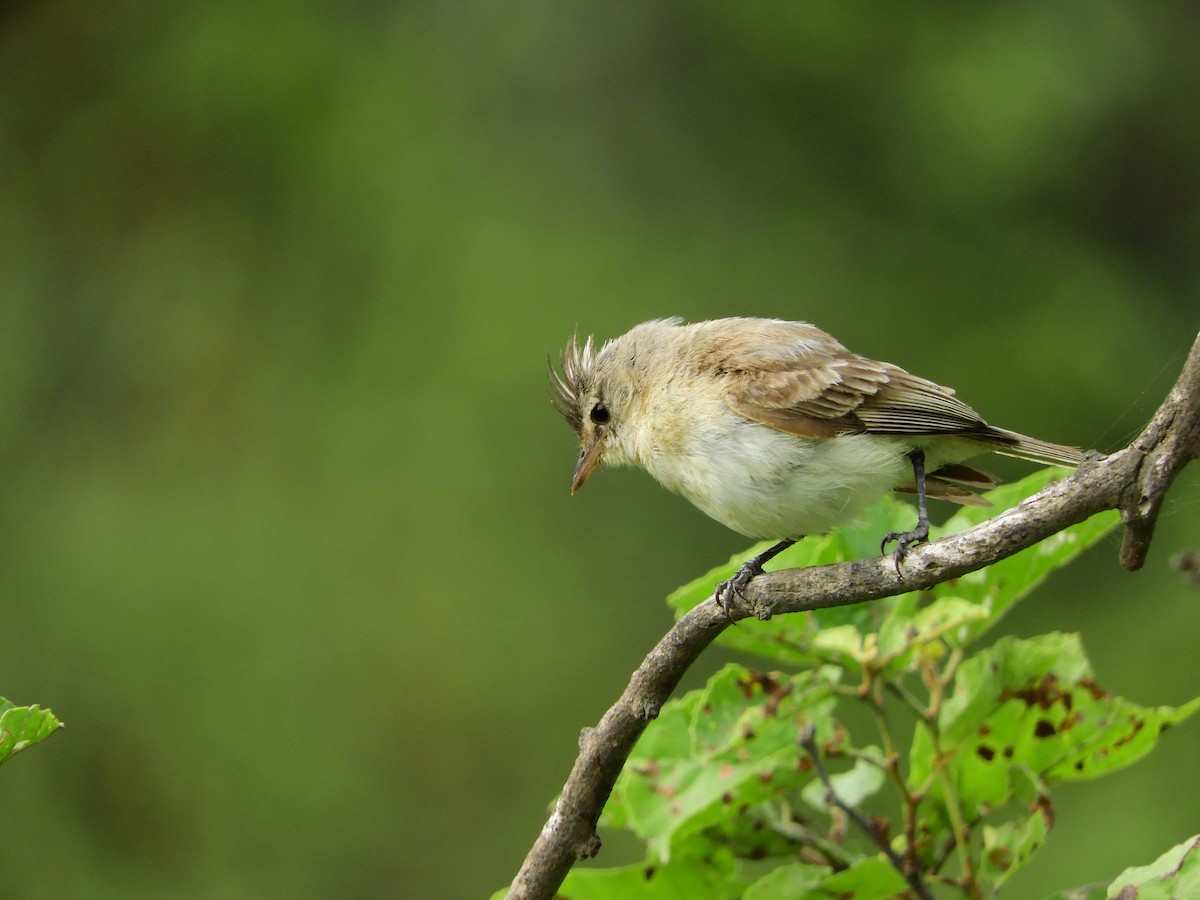 Gray-and-white Tyrannulet - ML154645871