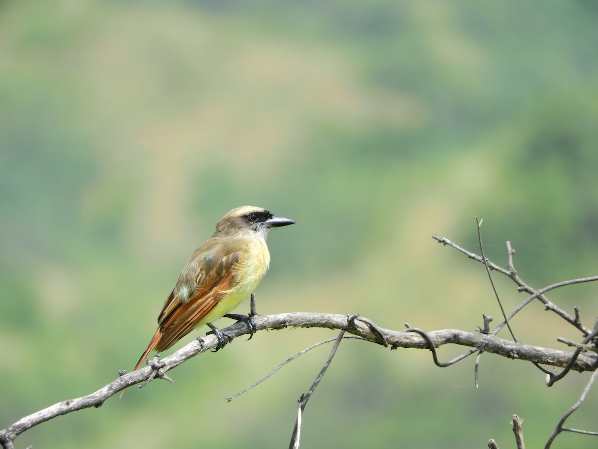 Baird's Flycatcher - ML154646031