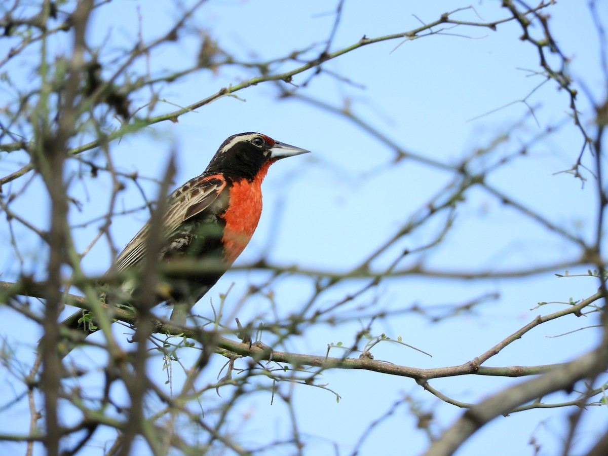 Peruvian Meadowlark - ML154646251