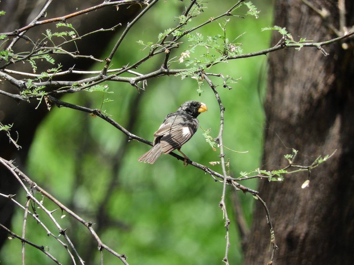 Parrot-billed Seedeater - ML154646271