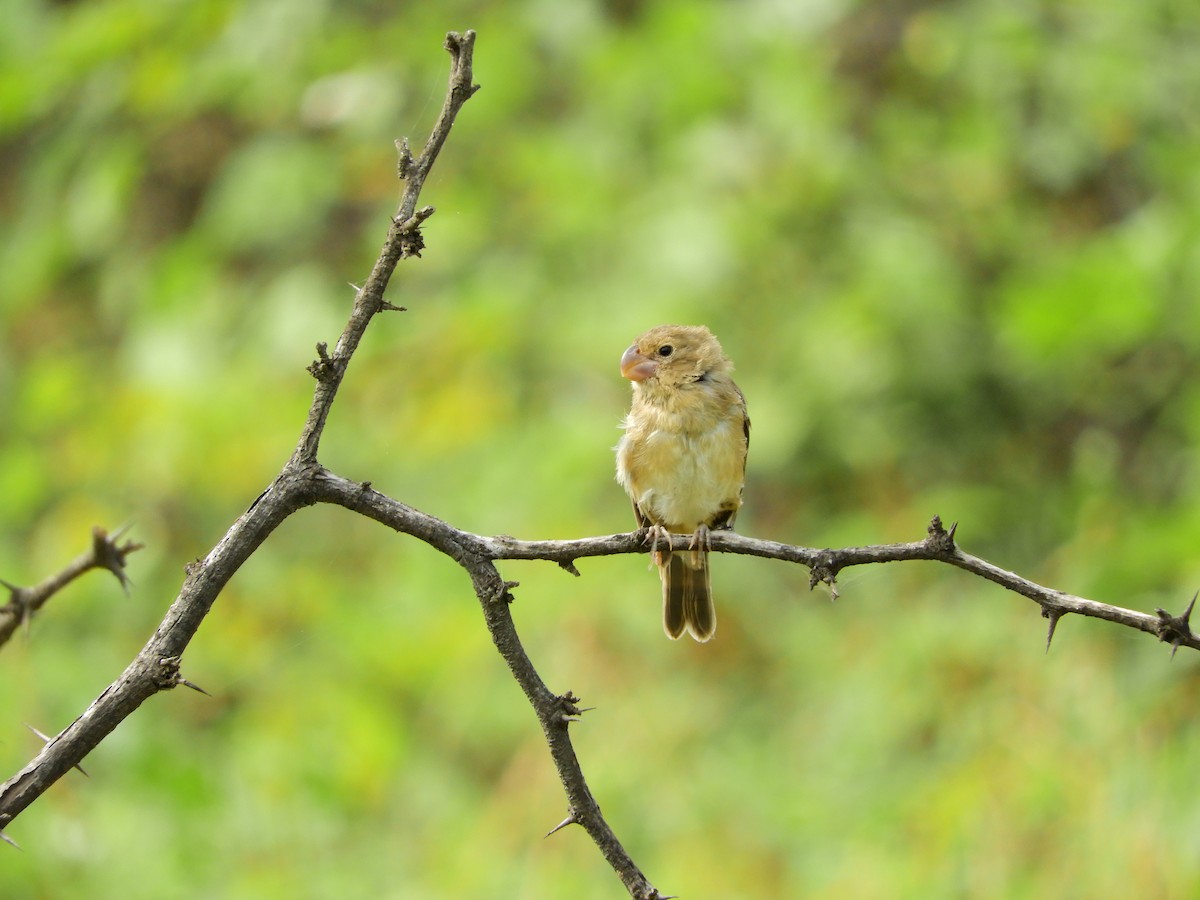 Parrot-billed Seedeater - Alejandro  Vásquez Vidaurre