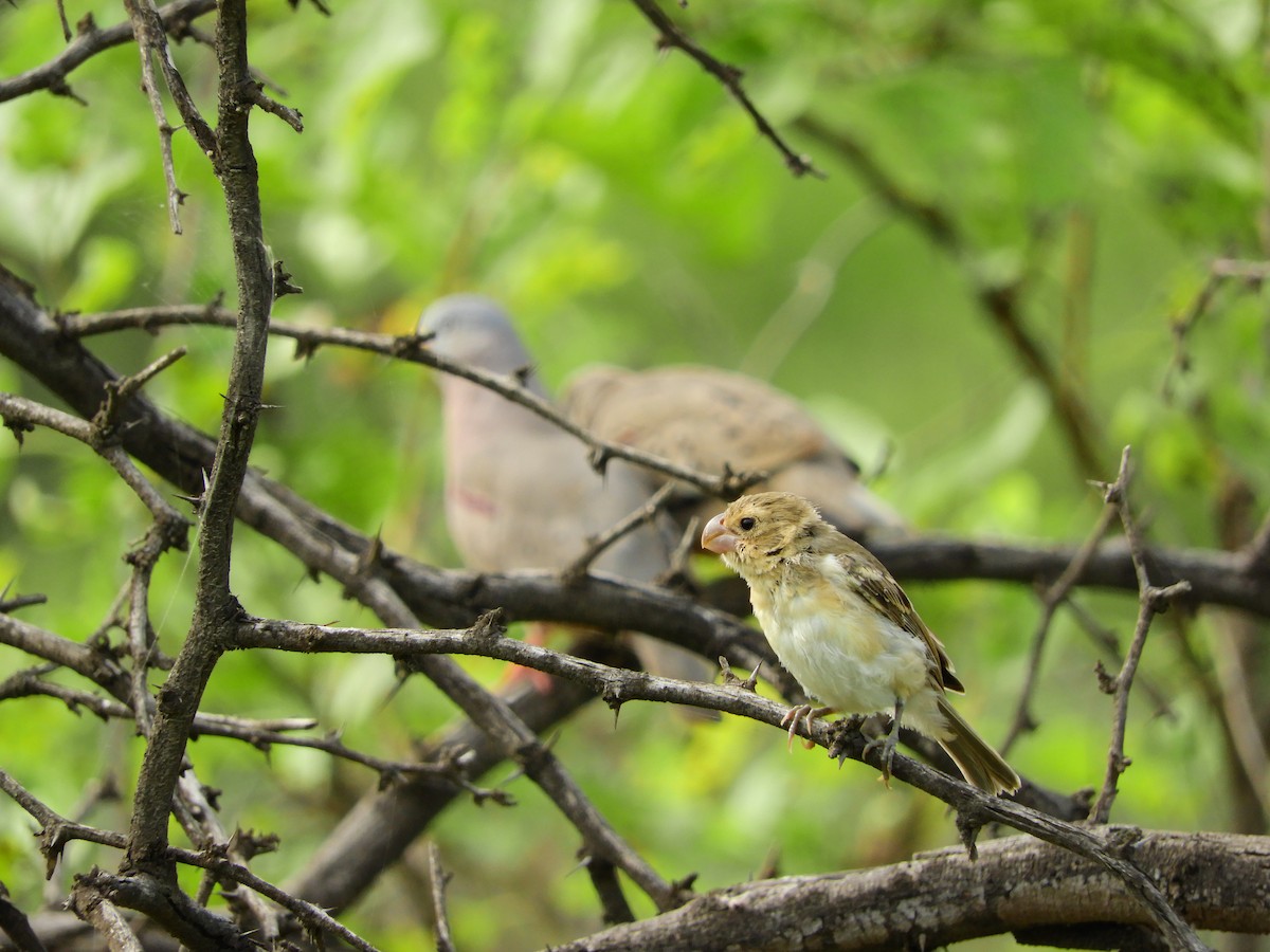 Parrot-billed Seedeater - ML154646301