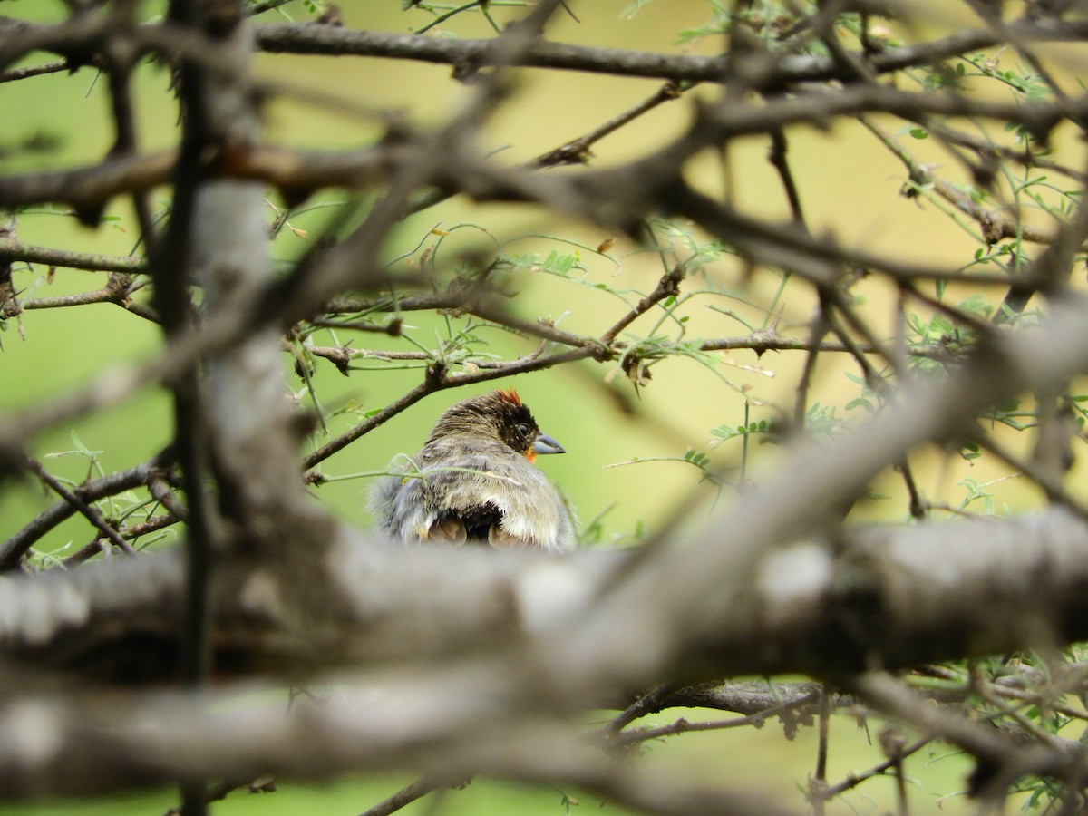 Crimson-breasted Finch - ML154646311