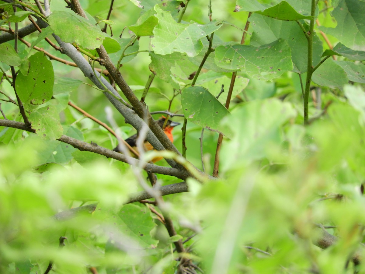 Crimson-breasted Finch - ML154646331