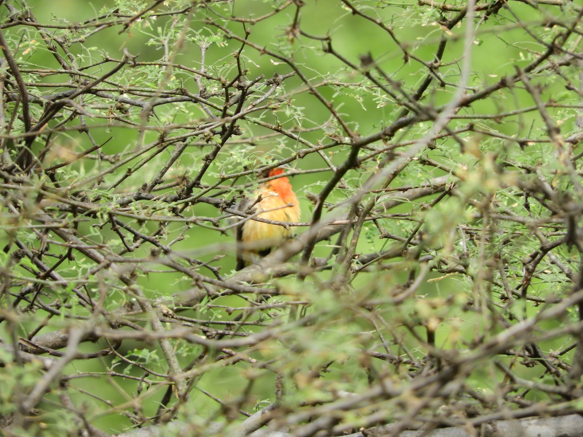 Crimson-breasted Finch - ML154646401