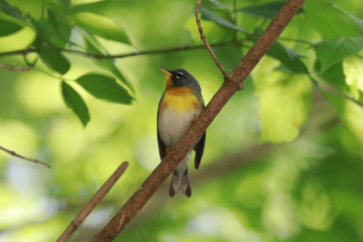 Northern Parula - Heather Russell