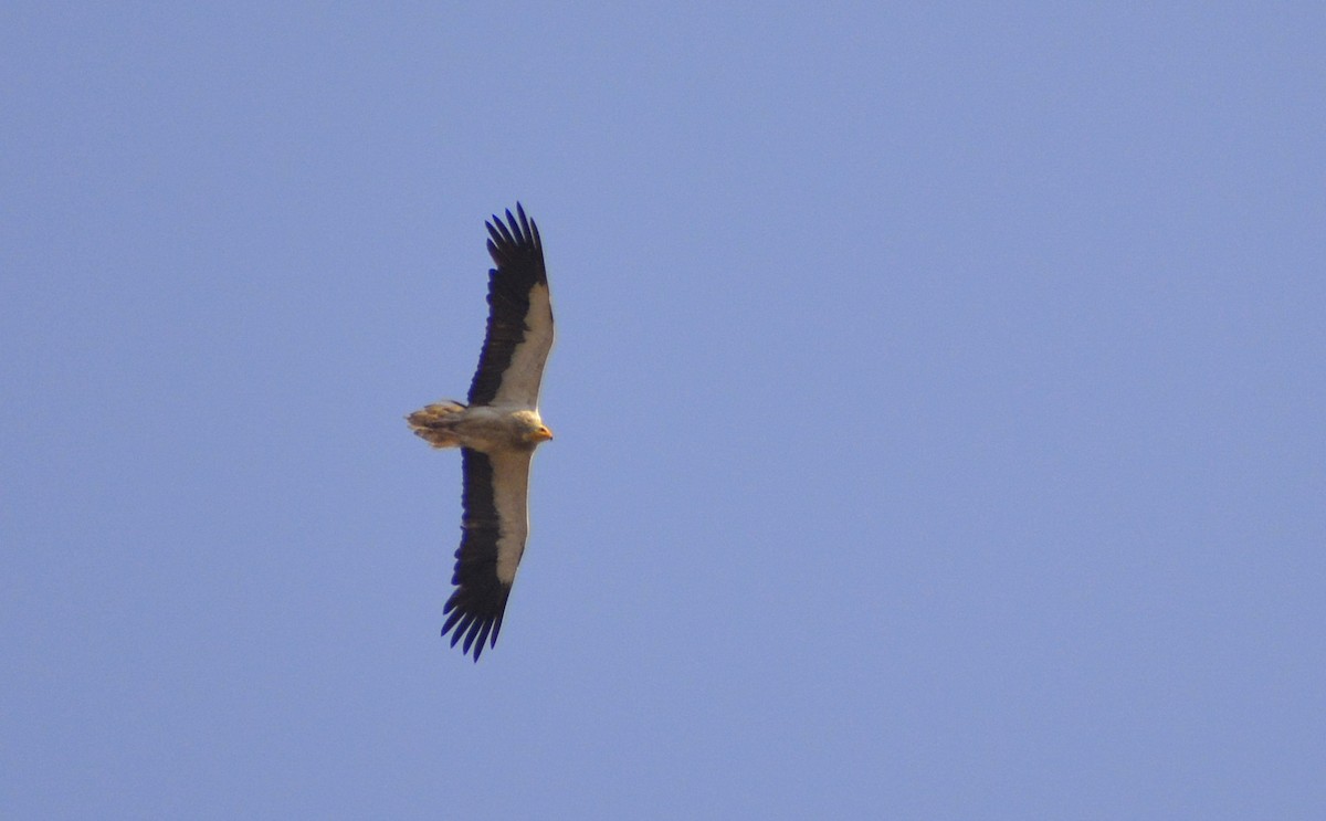 Egyptian Vulture - Harshavardhan Jamakhandi