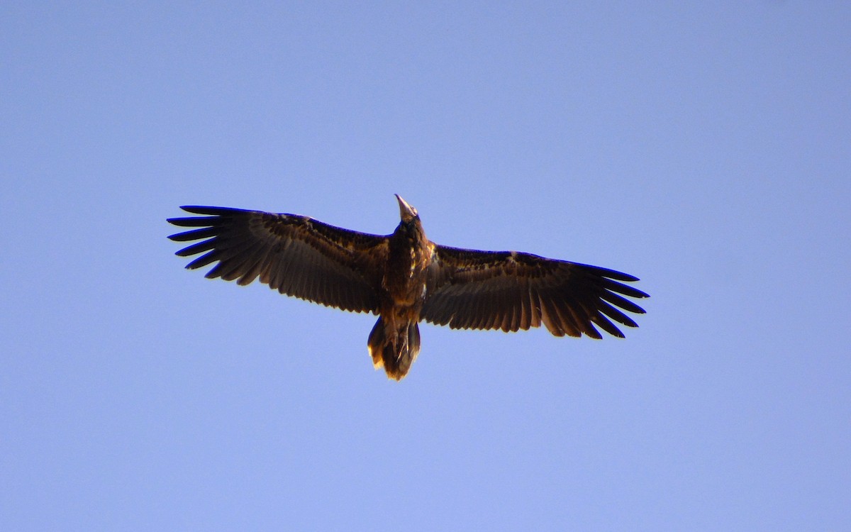 Egyptian Vulture - Harshavardhan Jamakhandi