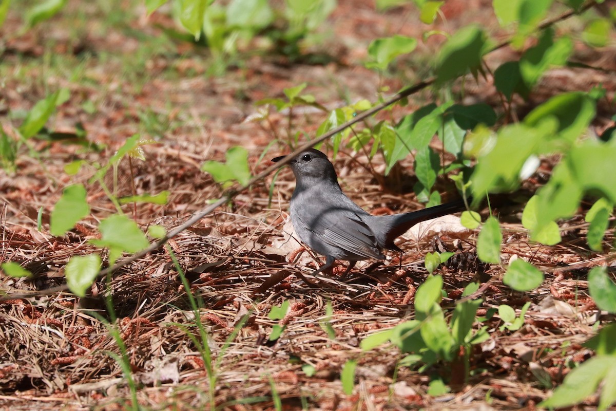 Gray Catbird - ML154647601