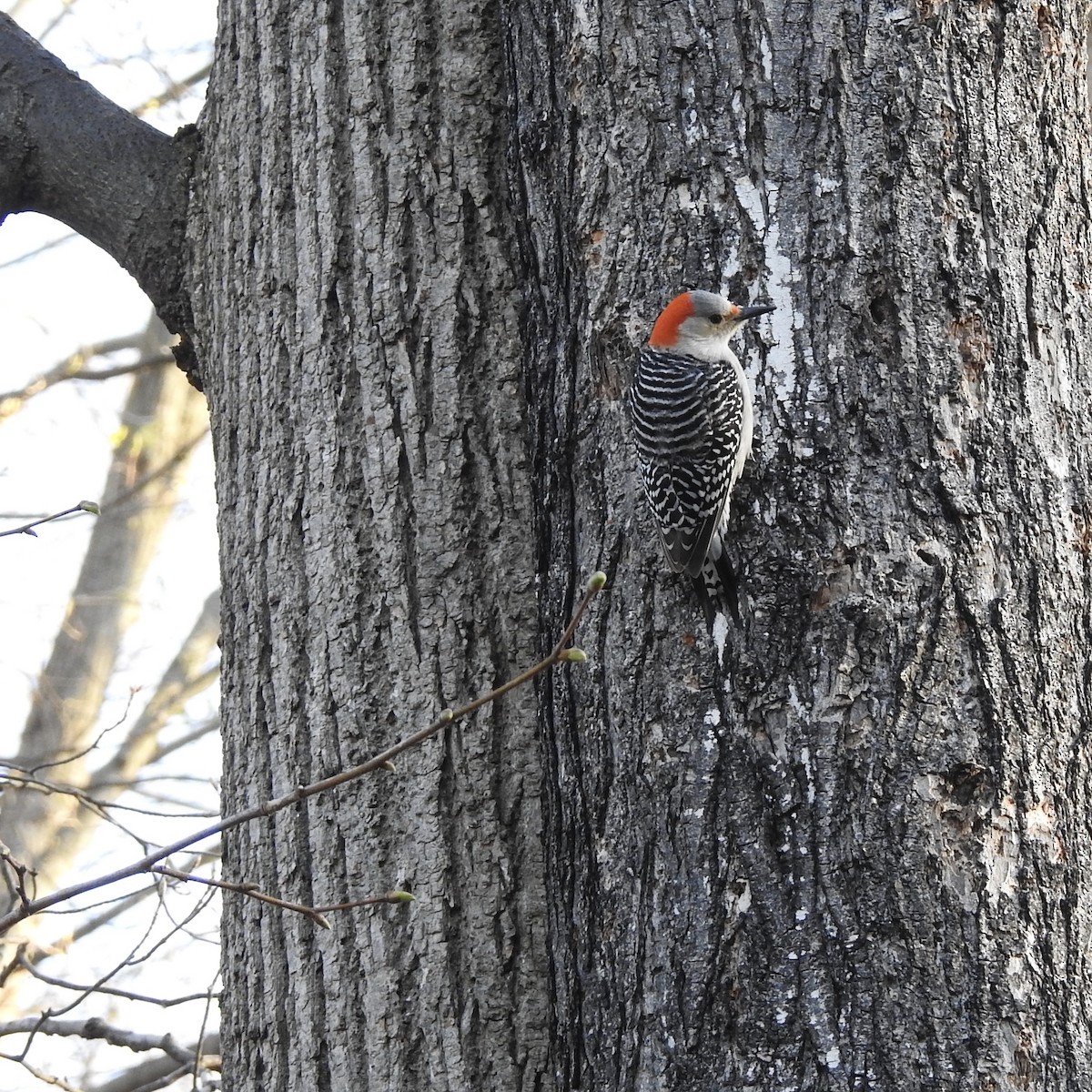 Red-bellied Woodpecker - ML154647731