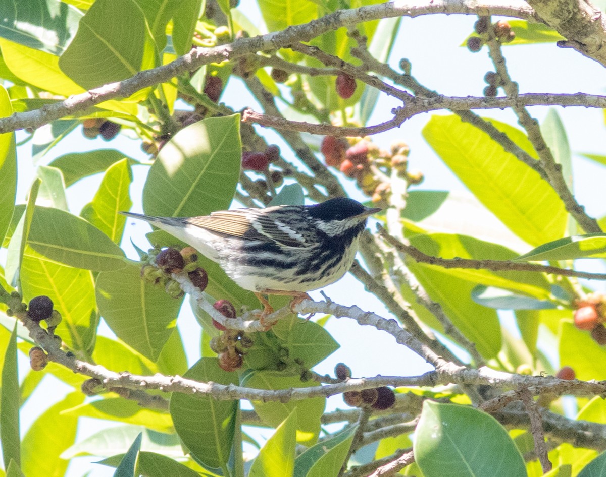 Blackpoll Warbler - ML154648111