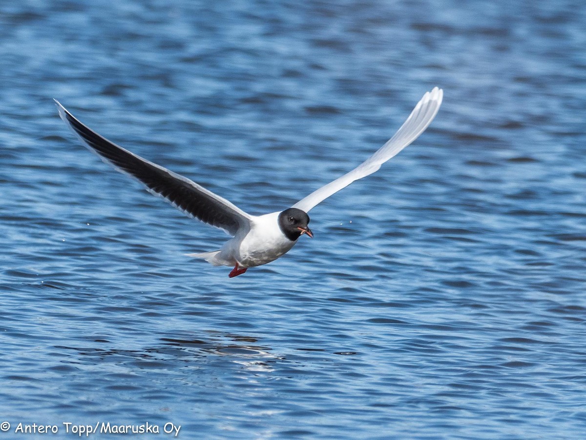 Little Gull - Antero Topp