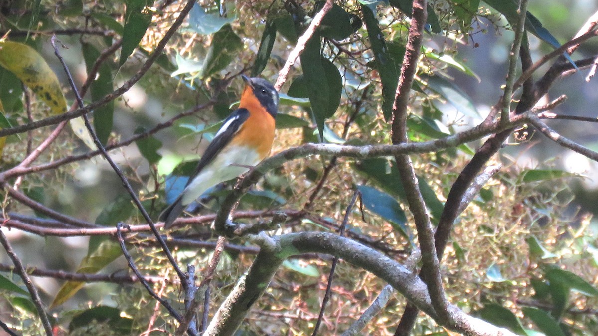 Mugimaki Flycatcher - ML154650831