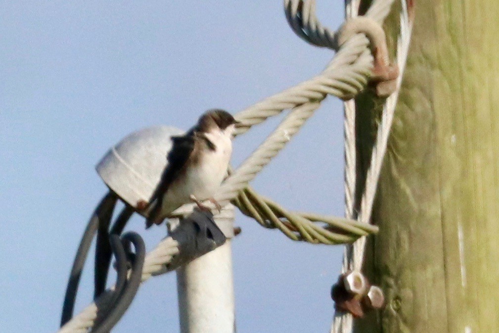 Bank Swallow - ML154651311