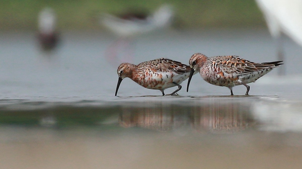 Curlew Sandpiper - ML154651791