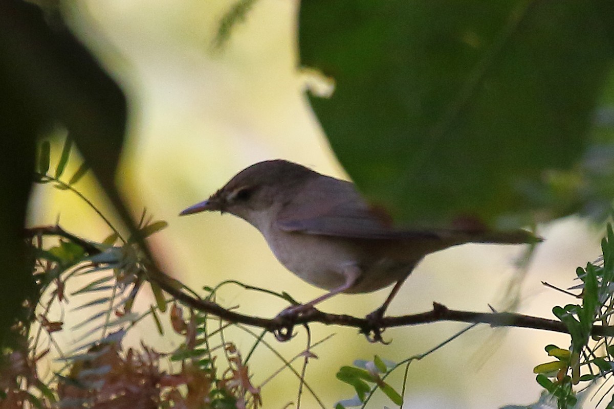 Blyth's Reed Warbler - ML154652431