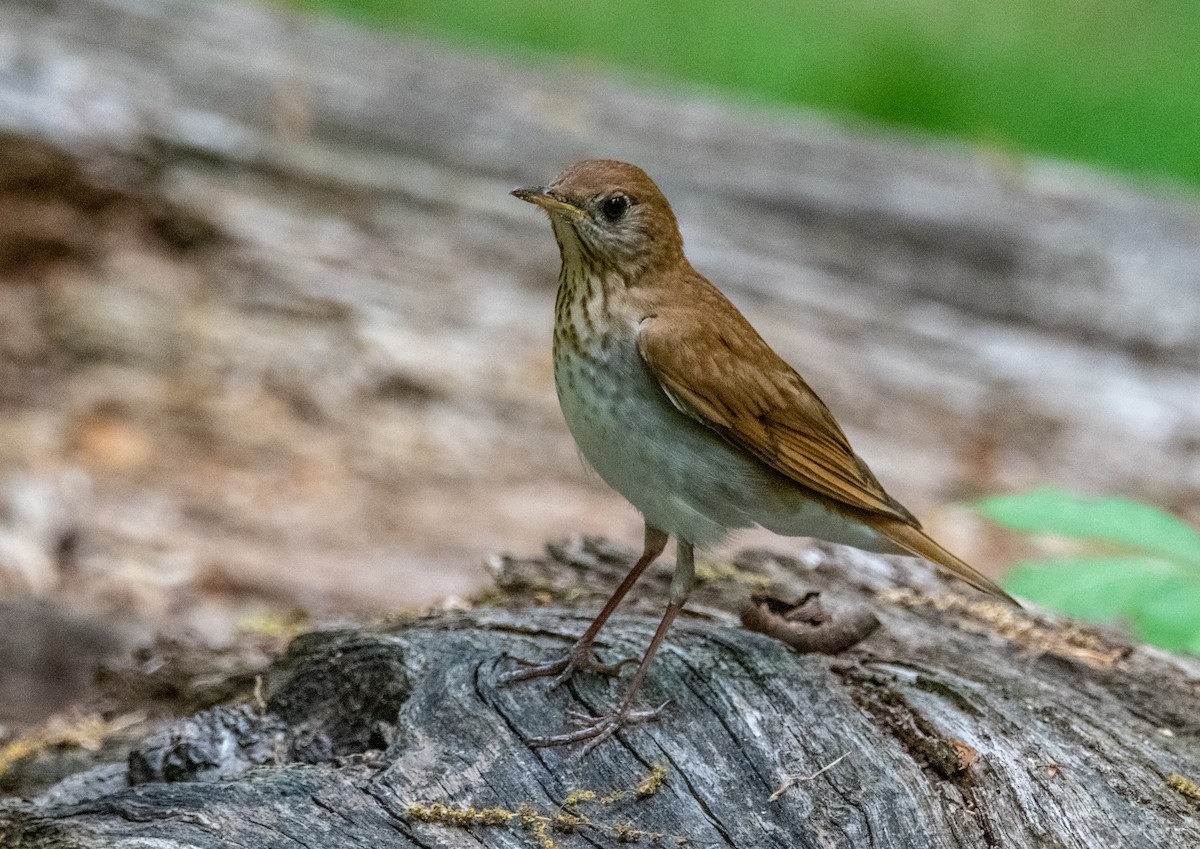 Veery - ML154653091
