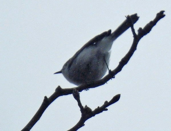 Blue-gray Gnatcatcher - ML154653751