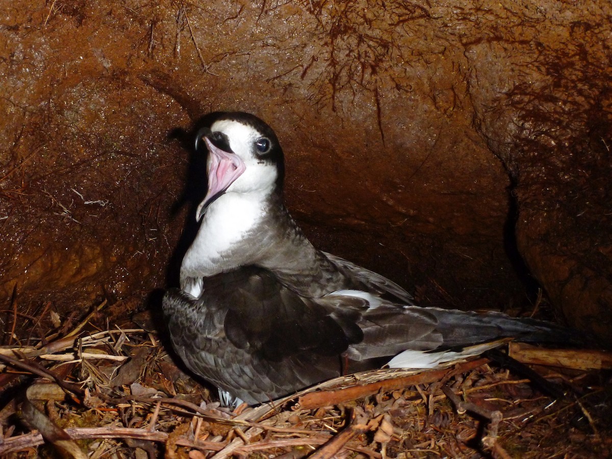 Hawaiian Petrel - ML154656081