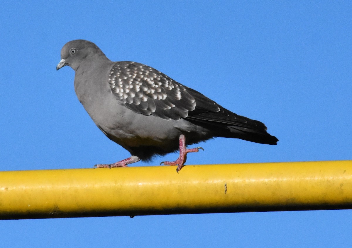 Spot-winged Pigeon - ML154656571