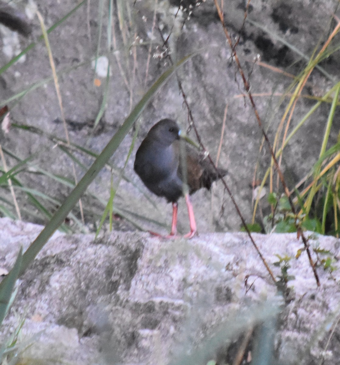 Plumbeous Rail - ML154656641