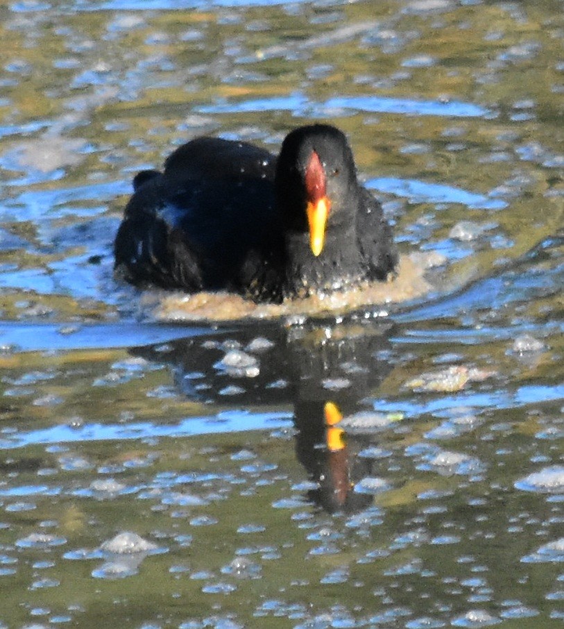 Red-fronted Coot - ML154656701