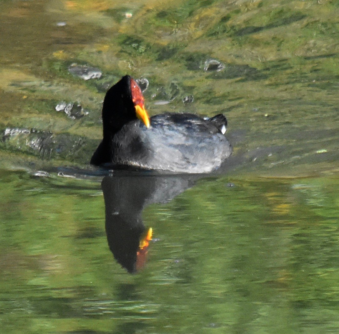 Red-fronted Coot - ML154656721