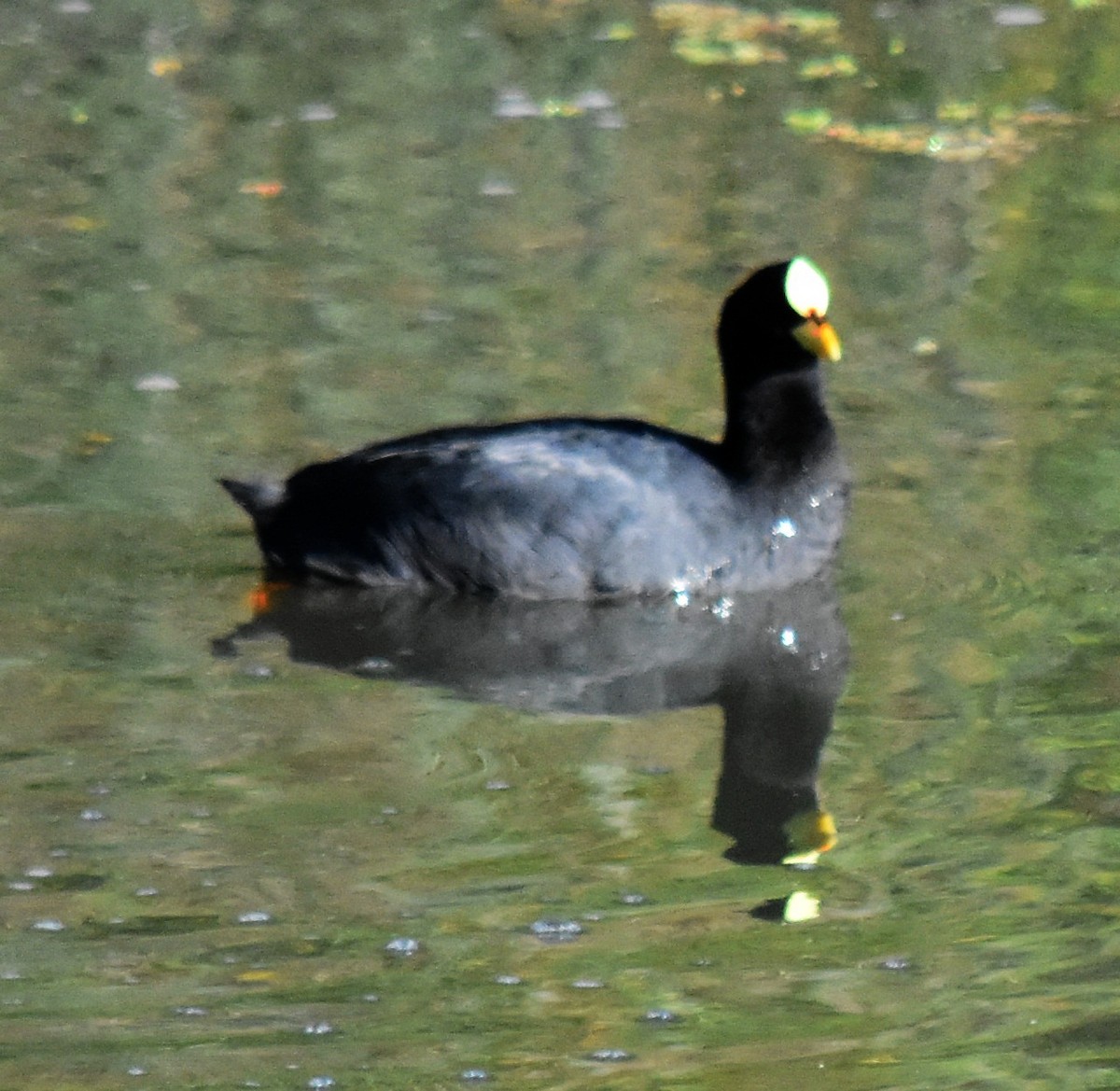 Red-gartered Coot - ML154656831
