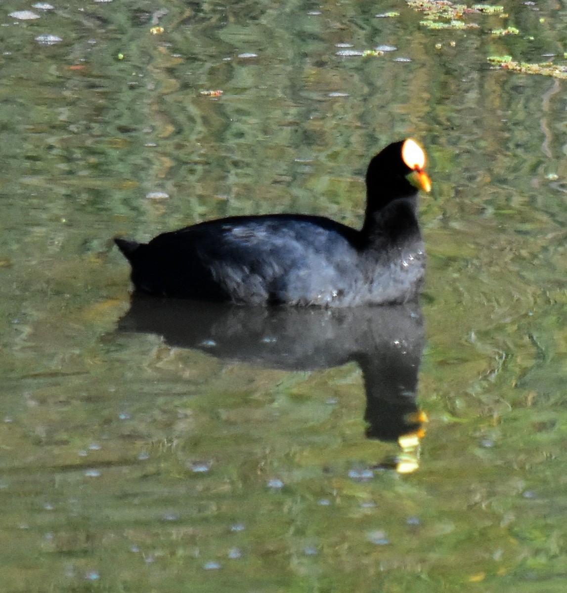 Red-gartered Coot - ML154656841