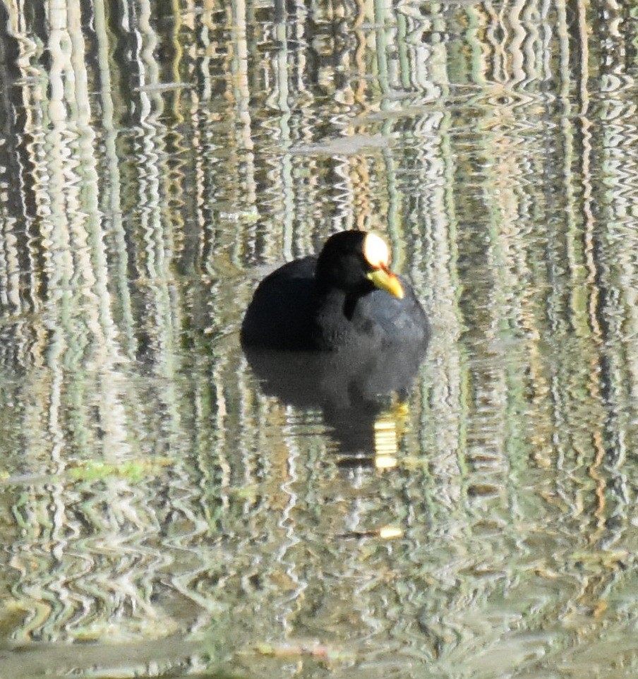 Red-gartered Coot - ML154656851