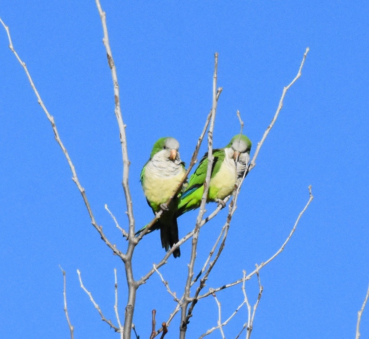 Monk Parakeet - ML154657001