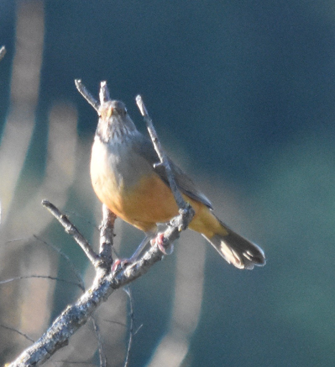 Rufous-bellied Thrush - ML154657111