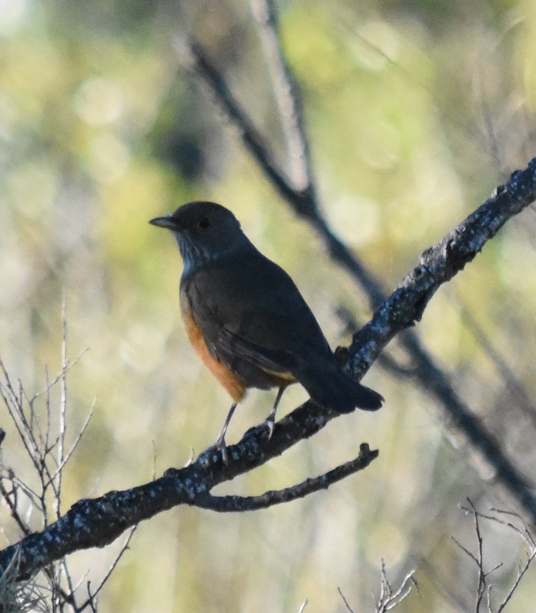 Rufous-bellied Thrush - ML154657121