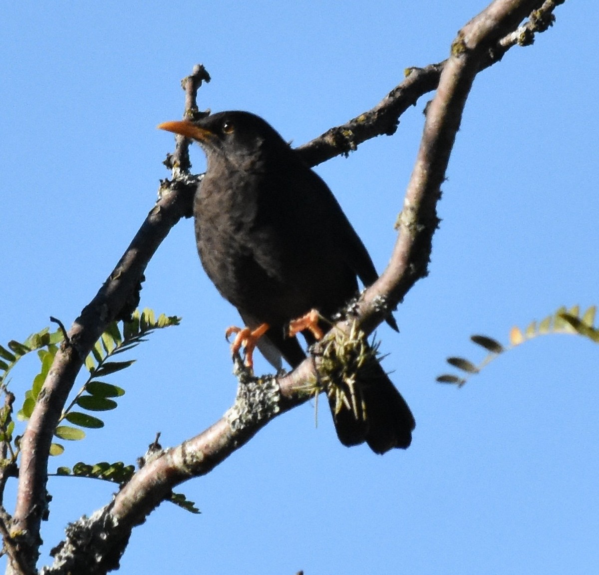 Chiguanco Thrush - andres ebel