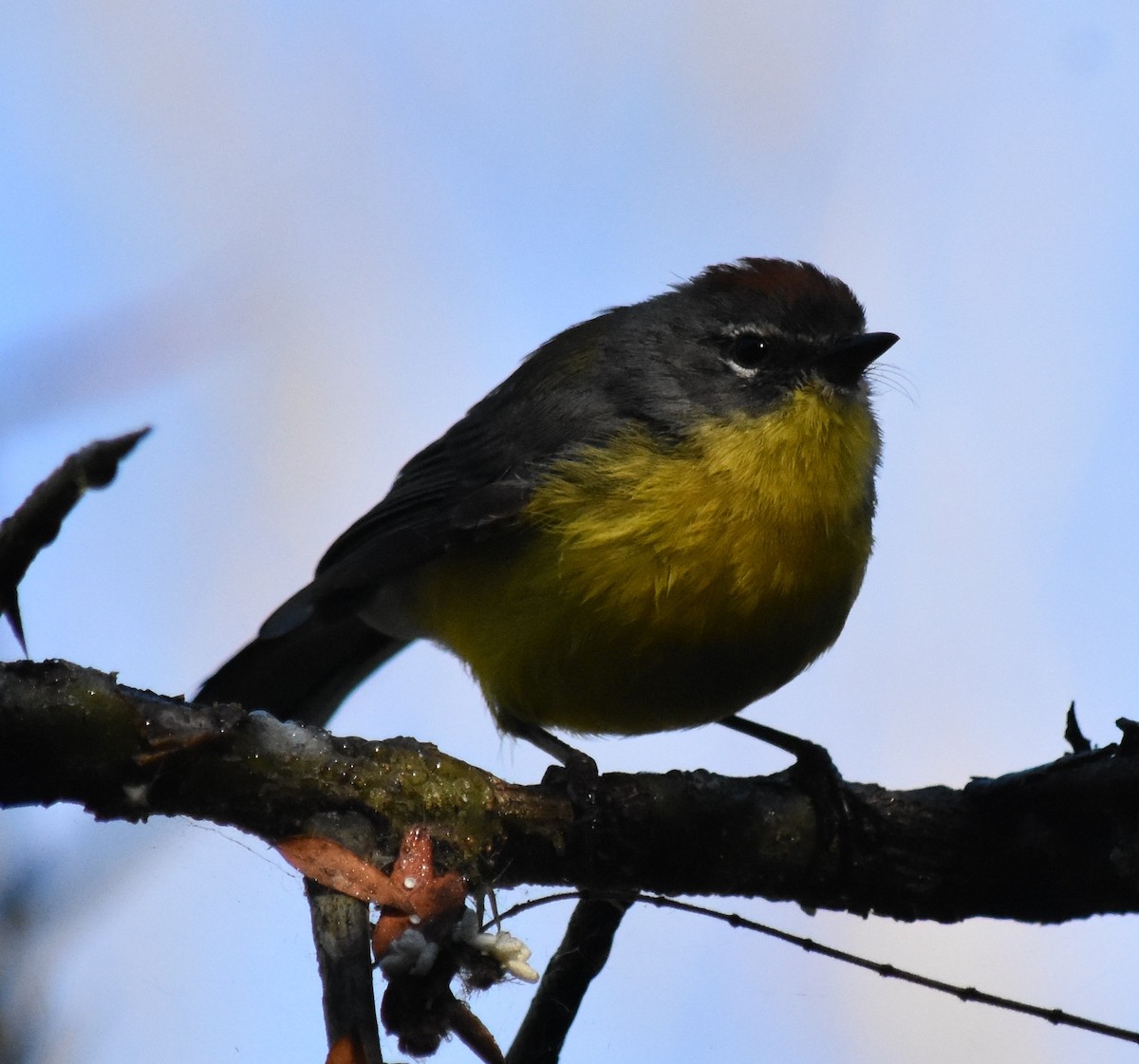 Brown-capped Redstart - ML154657331