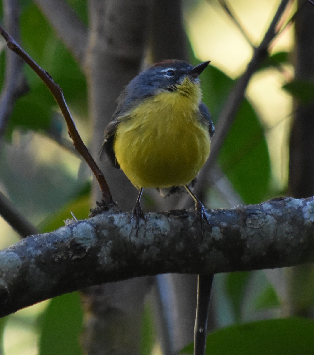 Brown-capped Redstart - ML154657351